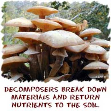 decomposers decomposer food chain african biology science consumer savanna chains consumers organisms land forest biotic components plants plains tertiary secondary